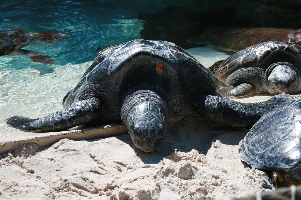 20081018 san diego 022.jpg - Sea World San Diego - Big giant turtles Marjon initinally didn't see, because they moved too fast.